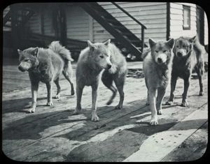 Image: Dogs at Battle Harbor